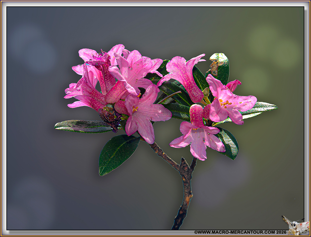 Rhodendrons